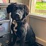 puppy, dog, black_dog, indoor, tile_floor, plastic_drawer, door, glass_door, greenery, natural_light, pet, young_dog, collar, curious, sitting, floor, window, houseplant, home, cute