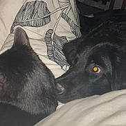 Sun participe au concours pour gagner de l'argent avec cette photo : black_cat, black_dog, bed, blanket, leaf_pattern, animal, pet, indoor, snuggling, cozy, flash, fur, close_up, dark, resting, companion, cute, domestic_animal, sleeping_area, comfort