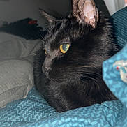 Laya a rejoint le concours — aidez-le/la à gagner de superbes lots ! cat, black_cat, pet, indoor, bed, blanket, bedding, yellow_eyes, fur, animal, feline, cozy, resting, looking_away, closeup, domestic_animal, comfort, soft, quiet, sleepy