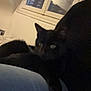 Laya participe au concours pour gagner de l'argent avec cette photo : animal, black_cat, blurred_background, casual, cat, cozy, dark, eyes, feline, home, human, indoor, lap, low_light, person, pet, relaxing, resting, seated, window