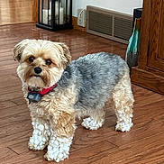 Chloe is registered to the contest to win money with this photo: dog, small_dog, indoor, wooden_floor, fur, curious, pet, paws, snow_clumps, red_collar, decor, candle_holder, vase, home, cute, animal, standing, brown_fur, gray_fur, fluffy