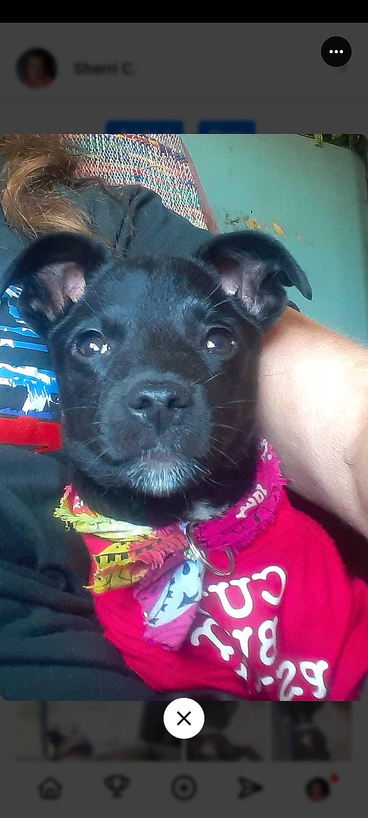 accessories, animal, baseballcap, bulldog, canine, cap, chihuahua, clothing, cushion, dog, face, hat, head, homedecor, person, pet, photography, portrait, puppy, t_shirt