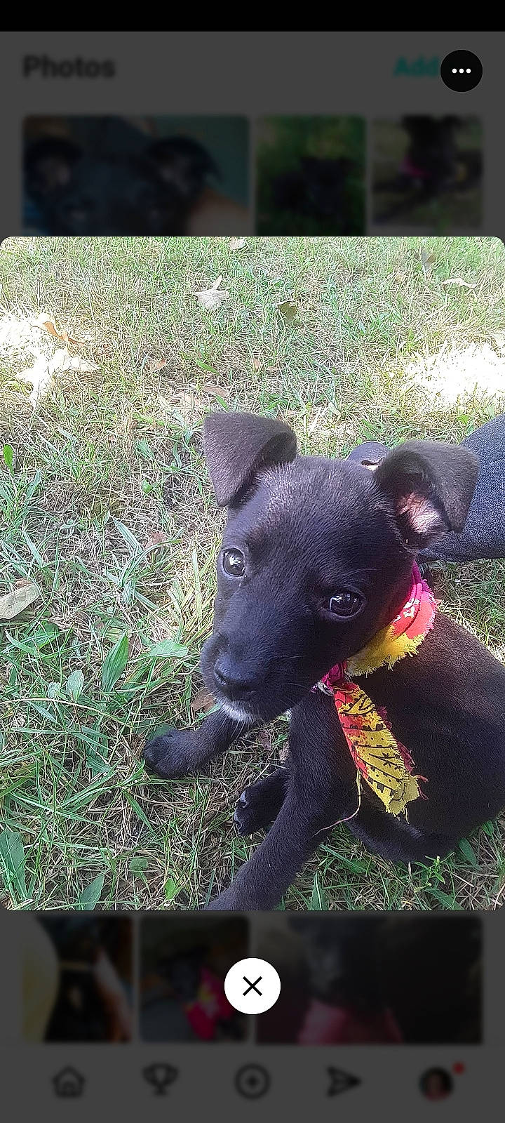accessories, animal, art, bandana, bulldog, canine, chihuahua, collage, collar, dog, grass, headband, hound, labradorretriever, lawn, pet, plant, puppy, snout, strap