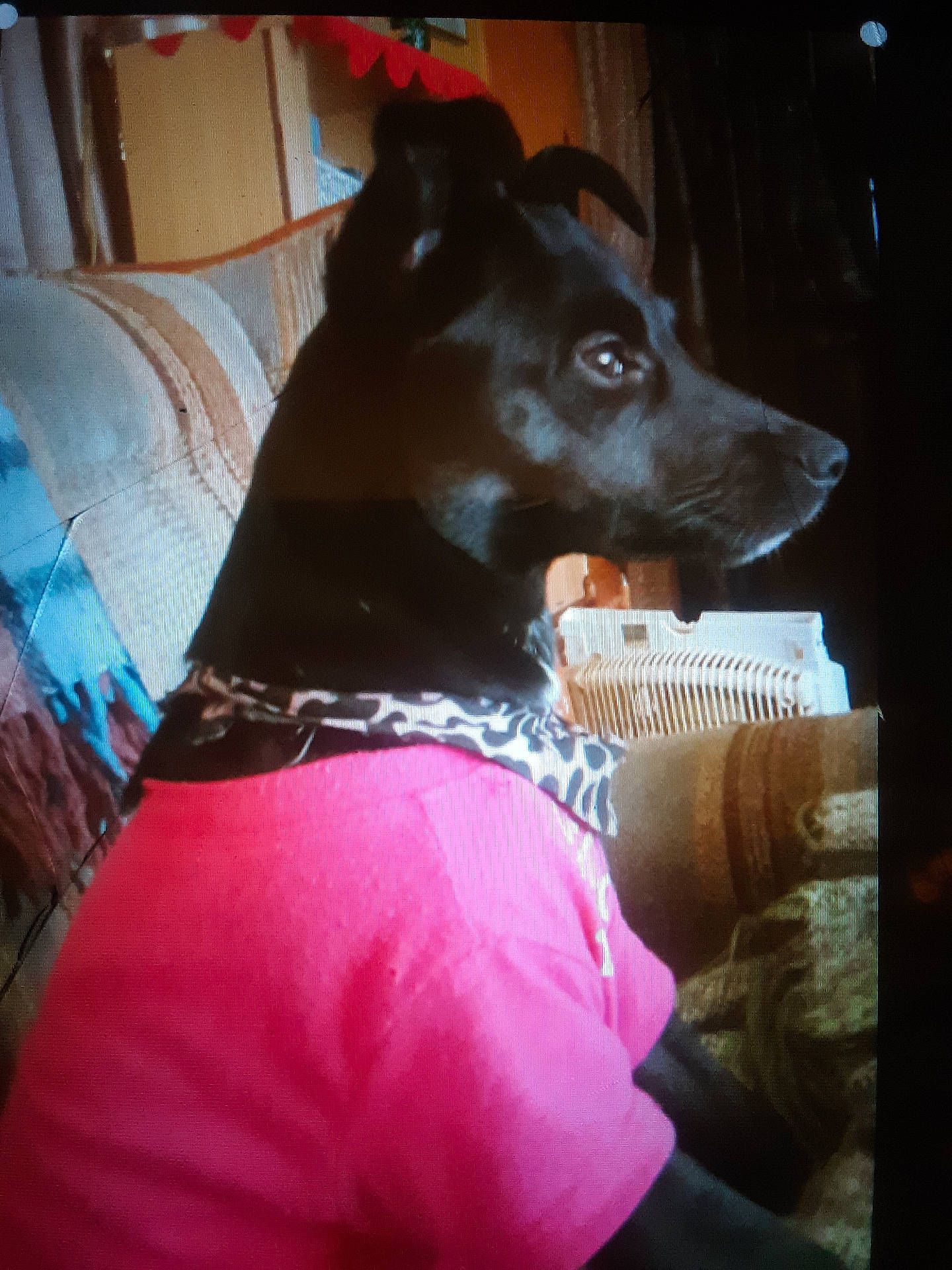 Little Bit Cooper joined the competition — help win amazing prizes! animal, architecture, armchair, building, canine, chair, couch, cushion, dog, furniture, homedecor, hound, indoors, interiordesign, labradorretriever, linen, livingroom, pet, puppy, room