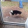 Kovu is registered to the contest to win money with this photo: dog, outdoor, yard, stairs, playground_slide, grass, leaves, fence, pet, sidewalk, curious, backyard, concrete, canine, animal, exploring, daytime, tile_floor, doorway, nature