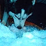 Kovu joined the competition — help win amazing prizes! dog, husky, snow, indoor, animal, pet, sniffing, curious, white, black, fur, face, ears, closeup, grainy, dimly_lit, texture, floor, background, canine