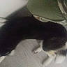 animal, black, blur, canine, curved, dark, dog, floor, furniture, home, indoor, legs, pet, quiet, shadow, standing, still, tail, wall, white