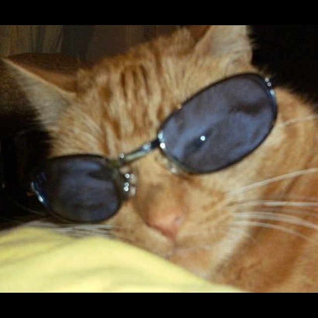 Gem is registered to the contest to win money with this photo: carnivore, cat, ear, eyewear, fawn, felidae, fur, glasses, nose, photo_caption, photography, small_to_medium_sized_cats, snout, sunglasses, vision_care, whiskers