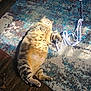cat, tabby, lying_down, belly_up, sunlight, rug, patterned_rug, indoor, wood_floor, toy, ribbon, relaxed, pet, feline, striped, sleepy, cozy, domestic_cat, playful, home