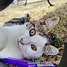 animal, background_blur, cat, closeup, curious, daylight, ears, eyes, feline, fur, grass, ground, nature, outdoor, pet, plastic, purple, relaxing, resting, whiskers