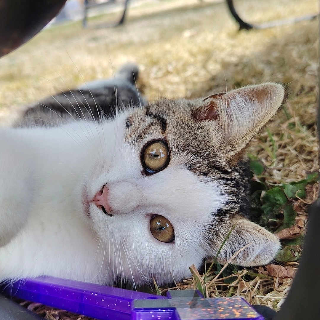 Jiji participe au concours pour gagner de l'argent avec cette photo : animal, background_blur, cat, closeup, curious, daylight, ears, eyes, feline, fur, grass, ground, nature, outdoor, pet, plastic, purple, relaxing, resting, whiskers