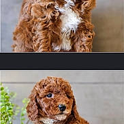 Meelo joined the competition — help win amazing prizes! puppy, dog, brown, white, curly_fur, pet, animal, cute, portrait, indoors, plant, greenery, vase, table, fur, sitting, young, adorable, fluffy, background