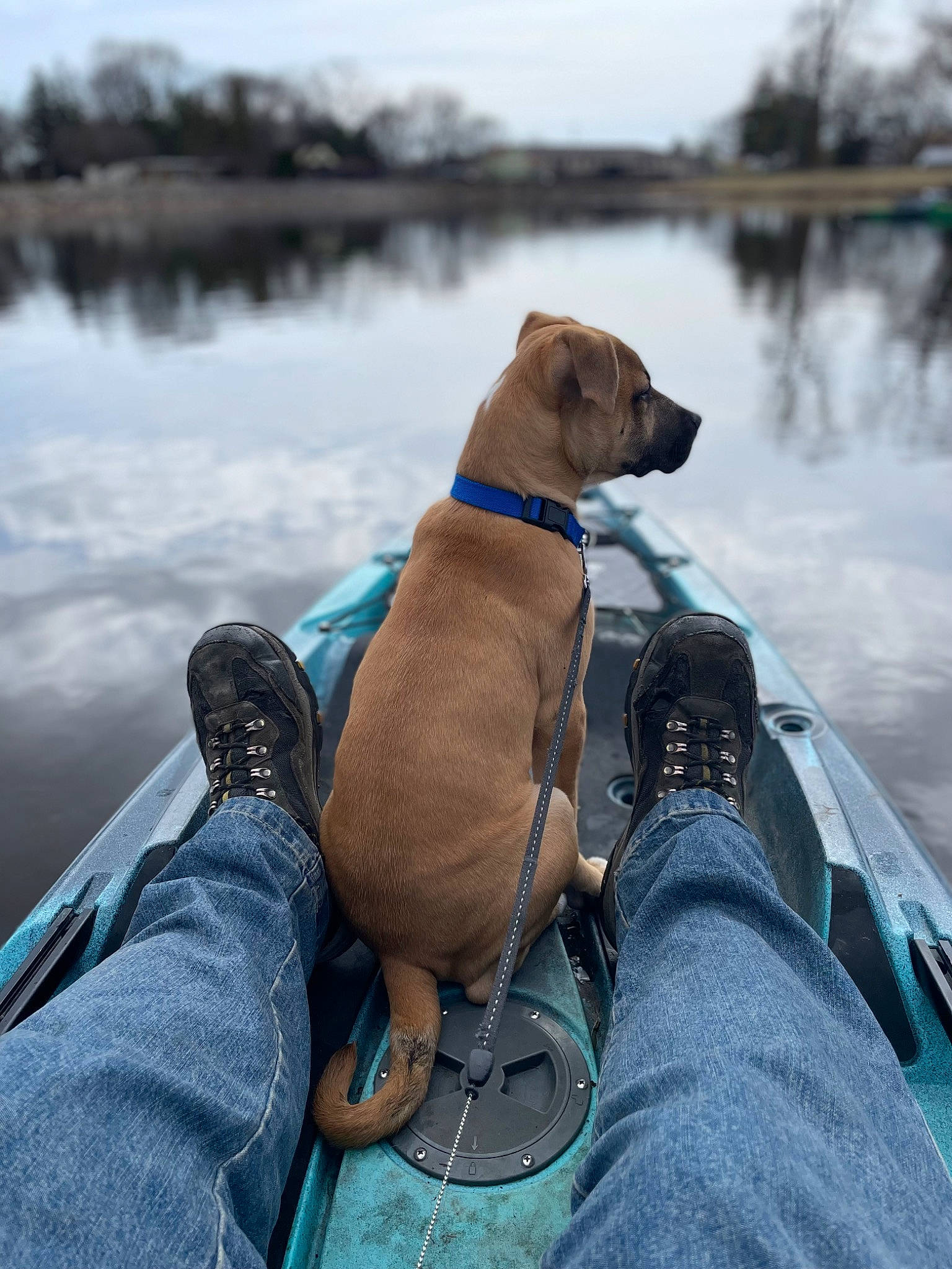 Ollie joined the competition — help win amazing prizes! body_of_water, carnivore, collar, companion_dog, dog, dog_breed, dog_collar, dog_supply, fawn, lake, leash, leisure, ocean, pet_supply, recreation, sitting, sky, sporting_group, tail, water