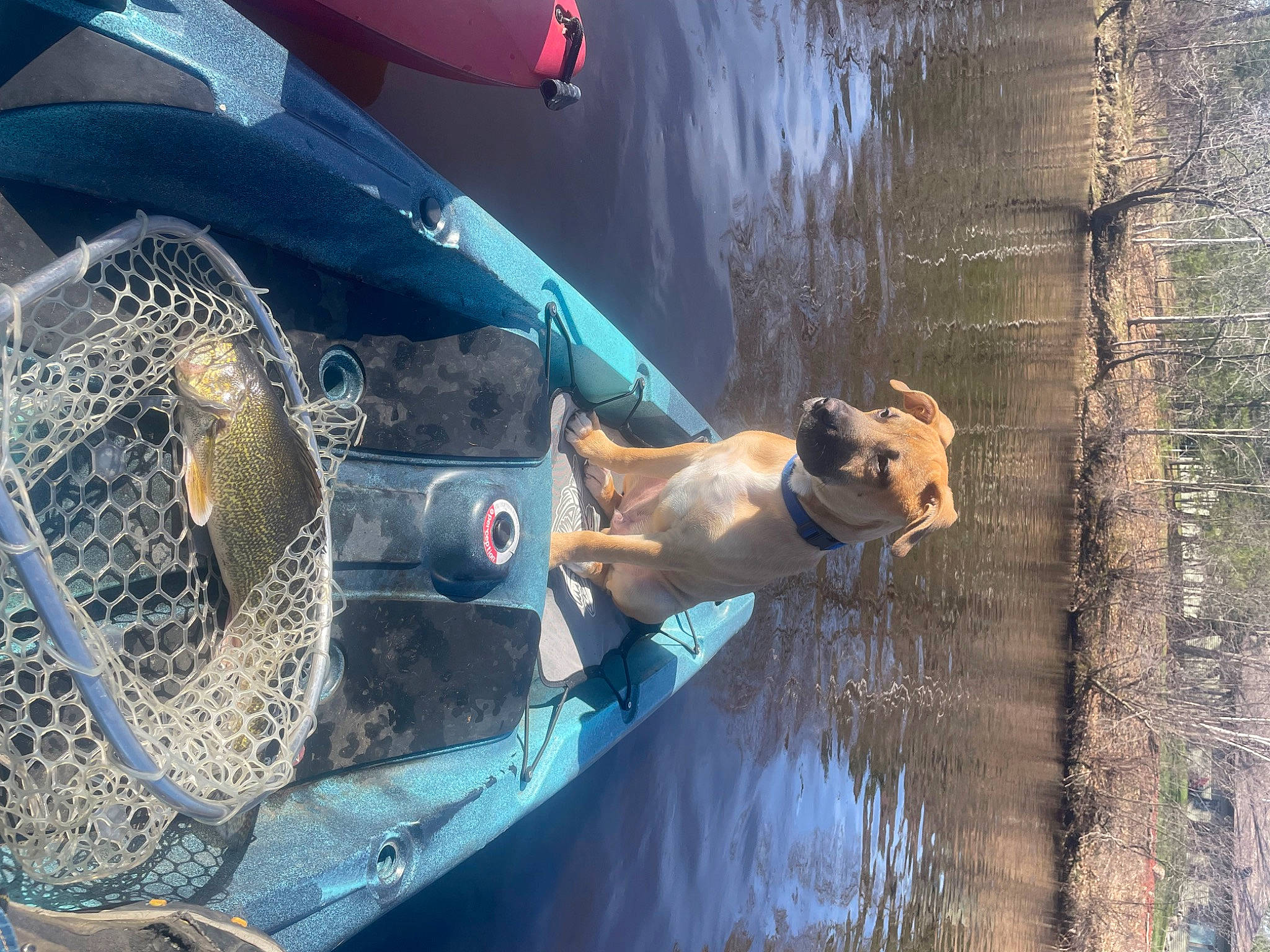 Ollie is registered to the contest to win money with this photo: auto_part, automotive_exterior, automotive_lighting, boat, boats_and_boating_equipment_and_supplies, bumper, dog, fin, fish, hood, lake, leisure, motor_vehicle, recreation, reflection, vehicle, vehicle_door, water, watercraft, windshield