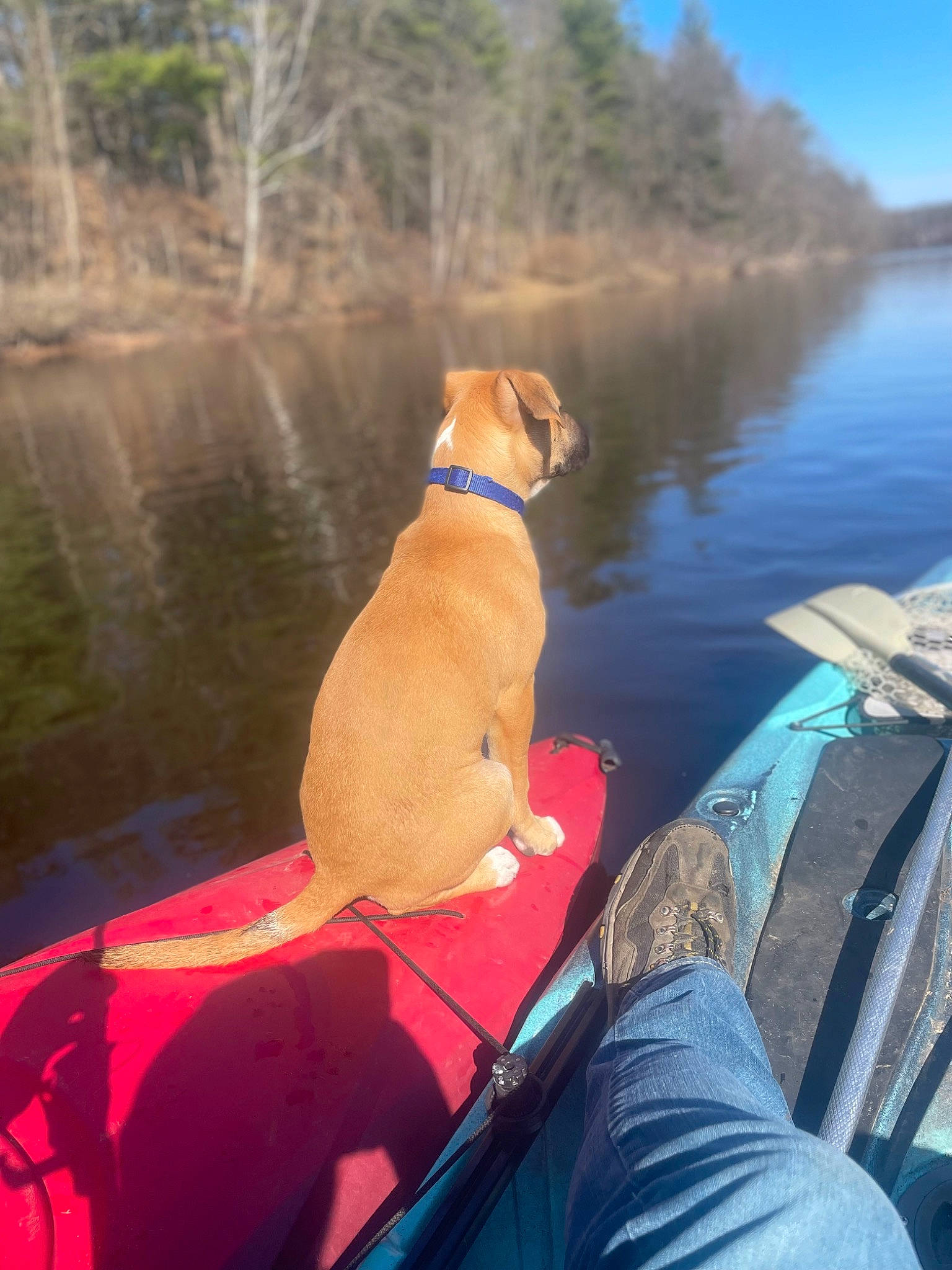 Ollie joined the competition — help win amazing prizes! canidae, carnivore, collar, companion_dog, dog, dog_breed, dog_collar, fawn, lake, leisure, mammal, pet_supply, recreation, sky, sporting_group, tail, vacation, vertebrate, water, working_animal