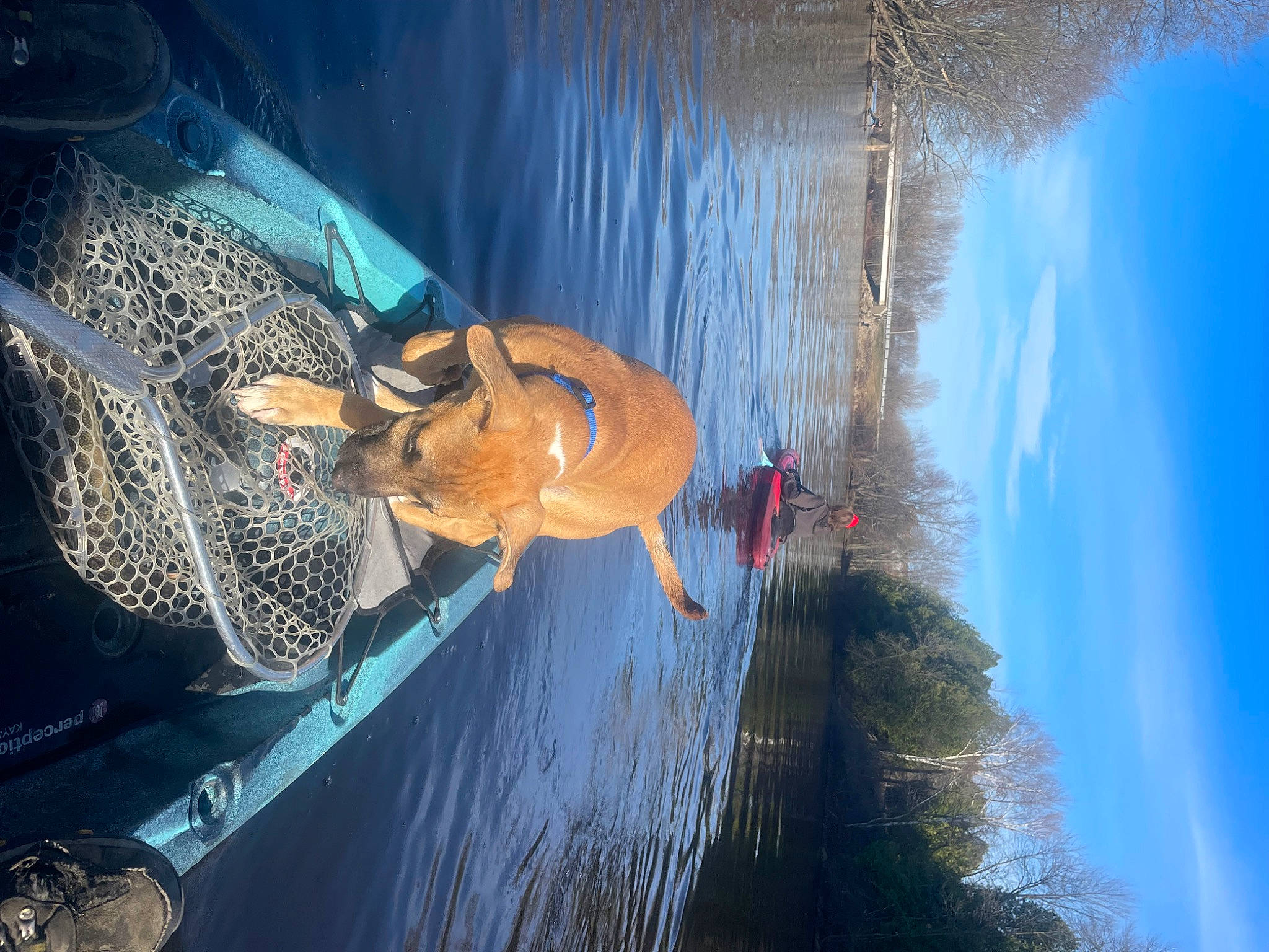 Ollie joined the competition — help win amazing prizes! adventure, boats_and_boating_equipment_and_supplies, electric_blue, extreme_sport, fish, fun, lake, leisure, marine_biology, ocean, personal_protective_equipment, recreation, reflection, sky, tree, underwater, vehicle_door, water, windshield, world