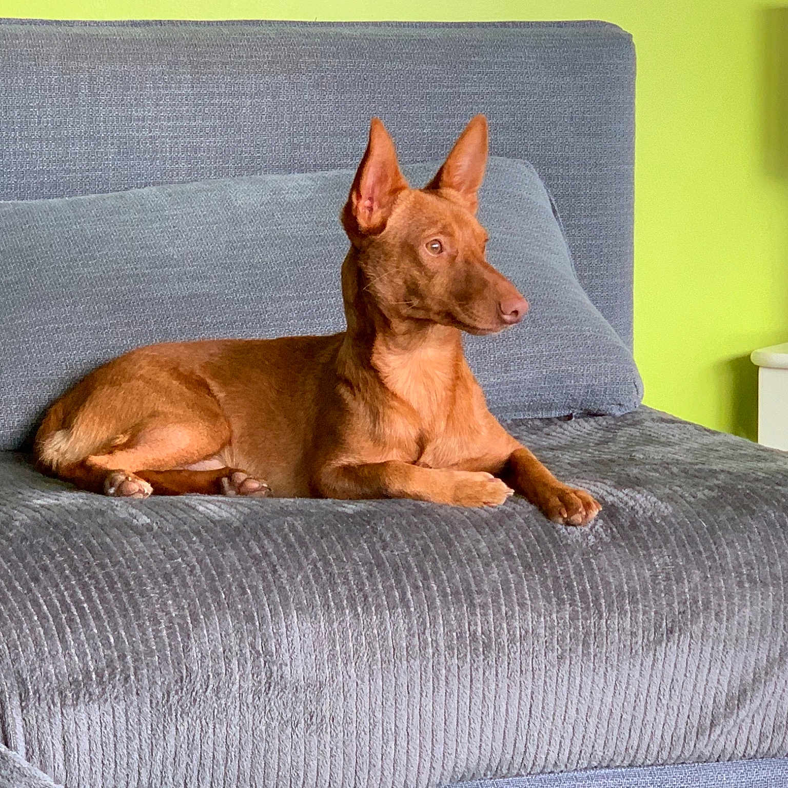 Poddy
