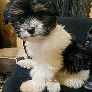 Xena is registered to the contest to win money with this photo: puppy, dog, black_and_white, fluffy, indoor, couch, pet_bed, curtains, small_dog, sitting, cute, fur, animal, domestic_animal, pet, young, companion, curious, cozy, portrait