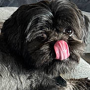 Kobe joined the competition — help win amazing prizes! dog, pet, tongue, black_fur, close_up, animal, cute, tongue_out, resting, soft_fur, face, ears, eyes, indoor, cozy, fur_texture, collar, canine, licking, portrait
