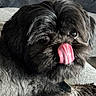 dog, pet, tongue, black_fur, close_up, animal, cute, tongue_out, resting, soft_fur, face, ears, eyes, indoor, cozy, fur_texture, collar, canine, licking, portrait