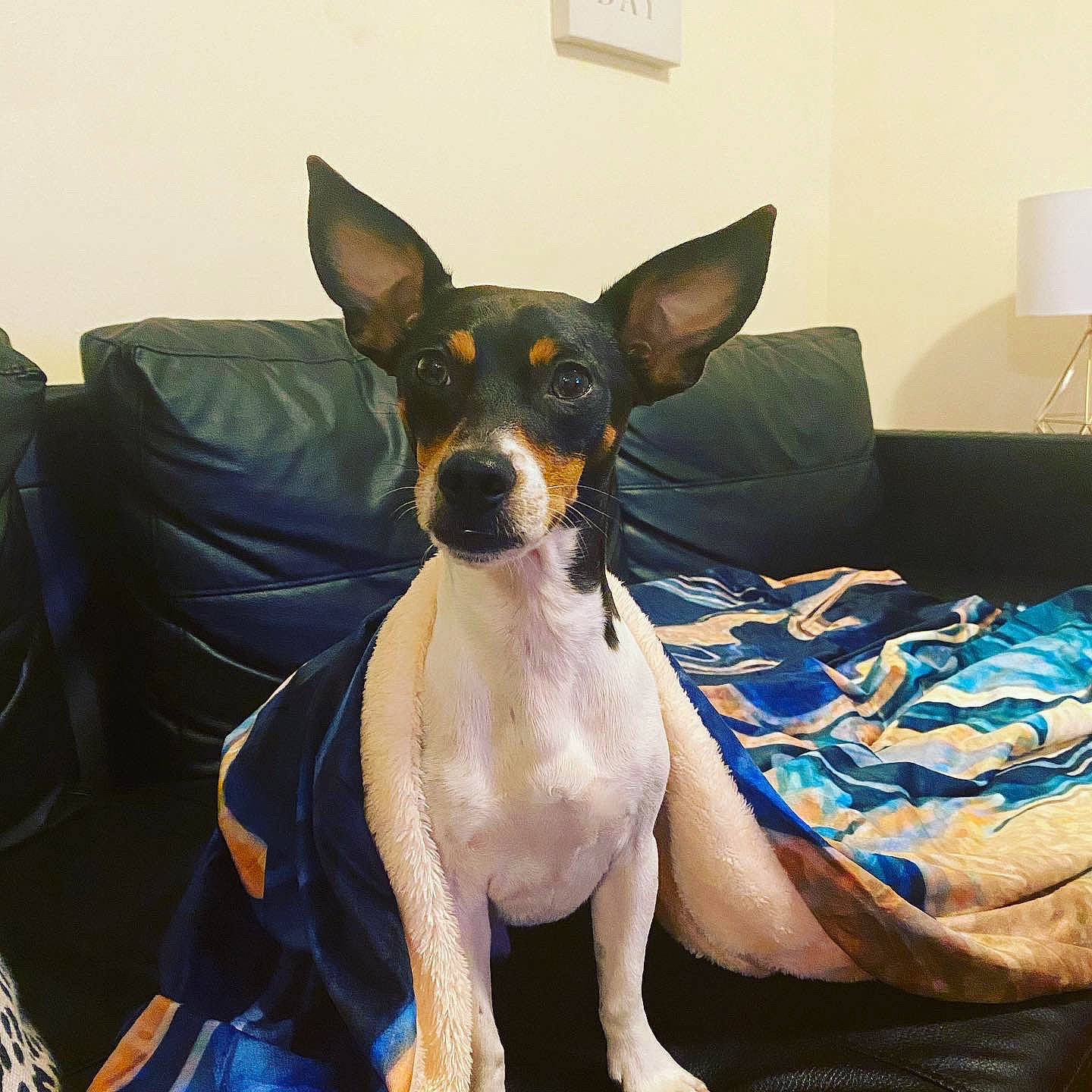 Finn is registered to the contest to win money with this photo: canidae, carnivore, chilean_fox_terrier, companion_dog, dog, dog_breed, english_toy_terrier, mammal, miniature_fox_terrier, prazsky_krysarik, rat_terrier, ratonero_bodeguero_andaluz, snout, teddy_roosevelt_terrier, tenterfield_terrier, terrier, toy_dog, toy_fox_terrier, toy_manchester_terrier, vertebrate