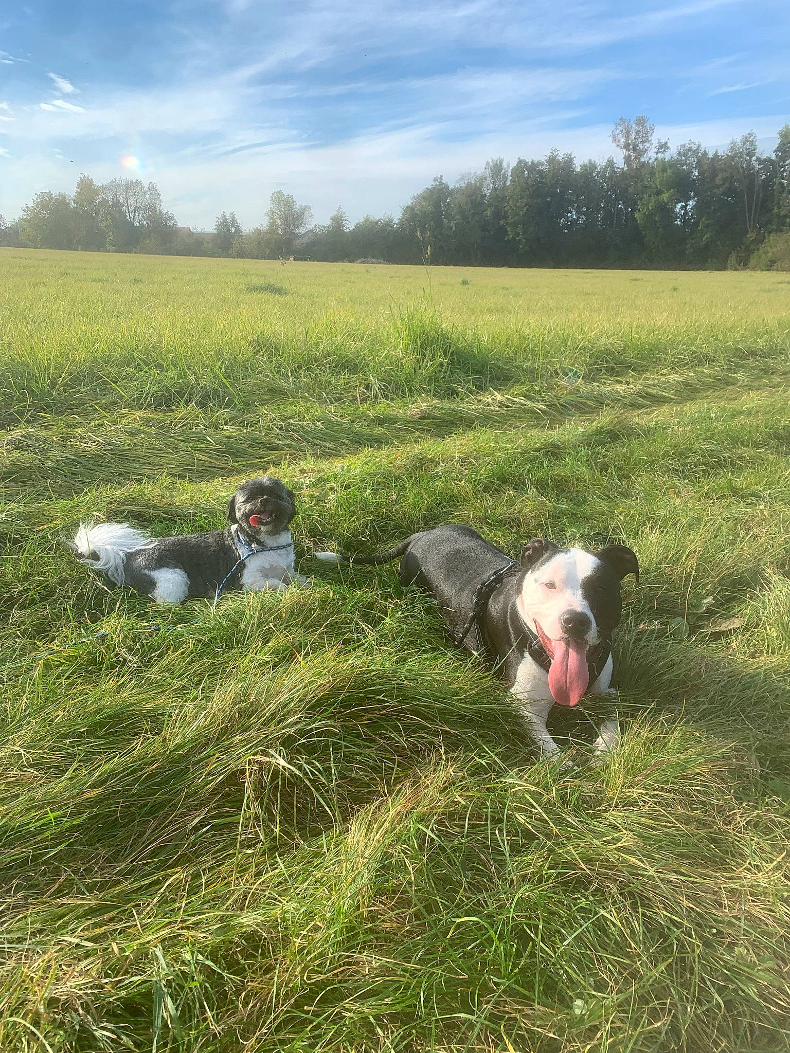 Jack Max participe au concours pour gagner de l'argent avec cette photo : agriculture, carnivore, cloud, dog, farmworker, field, grass, grassland, landscape, meadow, natural_landscape, people_in_nature, plant, prairie, rural_area, shrub, sky, sporting_group, tree, working_animal