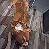 animal, brown, canine, collar, dog, domestic_animal, ears, floor, flooring, head, indoor, lying_down, paws, pet, relaxed, resting, shadow, short_hair, white, wooden_floor