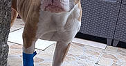 Noisette participe au concours pour gagner de l'argent avec cette photo : animal, bandage, brown_and_white, canine, close_up, concrete_pillar, curious, dog, domestic_animal, ear, front_leg, furniture, leg, looking, outdoor, patio, paw, pet, tile_floor, woven_chair