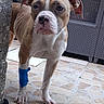 animal, bandage, brown_and_white, canine, close_up, concrete_pillar, curious, dog, domestic_animal, ear, front_leg, furniture, leg, looking, outdoor, patio, paw, pet, tile_floor, woven_chair