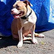 Noisette participe au concours pour gagner de l'argent avec cette photo : animal, blue_tarp, brown_and_white, canine, collar, daylight, dog, ears, fur, happy, outdoor, pavement, pet, playful, shadow, side_view, sitting, sunlight, texture, tongue_out
