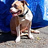 animal, blue_tarp, brown_and_white, canine, collar, daylight, dog, ears, fur, happy, outdoor, pavement, pet, playful, shadow, side_view, sitting, sunlight, texture, tongue_out