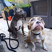 Noisette participe au concours pour gagner de l'argent avec cette photo : animal, brown_dog, close_up, collar, curious, dog, fence, garden, hose, outdoor, patio, pet, plant, potted_plant, puppy, sitting, sunlight, tile_floor, white_dog, wicker_chair
