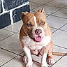 animal, brown, canine, companion, cute, dog, domestic_animal, ears, floor_tiles, happy, indoor, looking_at_camera, nose, pet, pitbull, sitting, tile_floor, tongue_out, wall, white