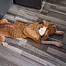 animal, brown_dog, canine, checkered_collar, collar, dog, domestic_animal, flooring, fur, home, indoor, laying_down, paw, pet, quiet, relaxed, resting, sleepy, white_paws, wooden_floor
