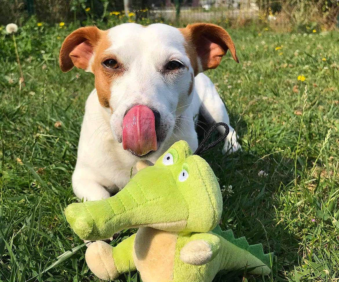 Marcus a rejoint le concours — aidez-le/la à gagner de superbes lots ! carnivore, collar, companion_dog, dog, dog_breed, dog_supply, fawn, grass, grassland, happy, lawn, meadow, plant, snout, sporting_group, stuffed_toy, tail, terrestrial_animal, toy, working_animal