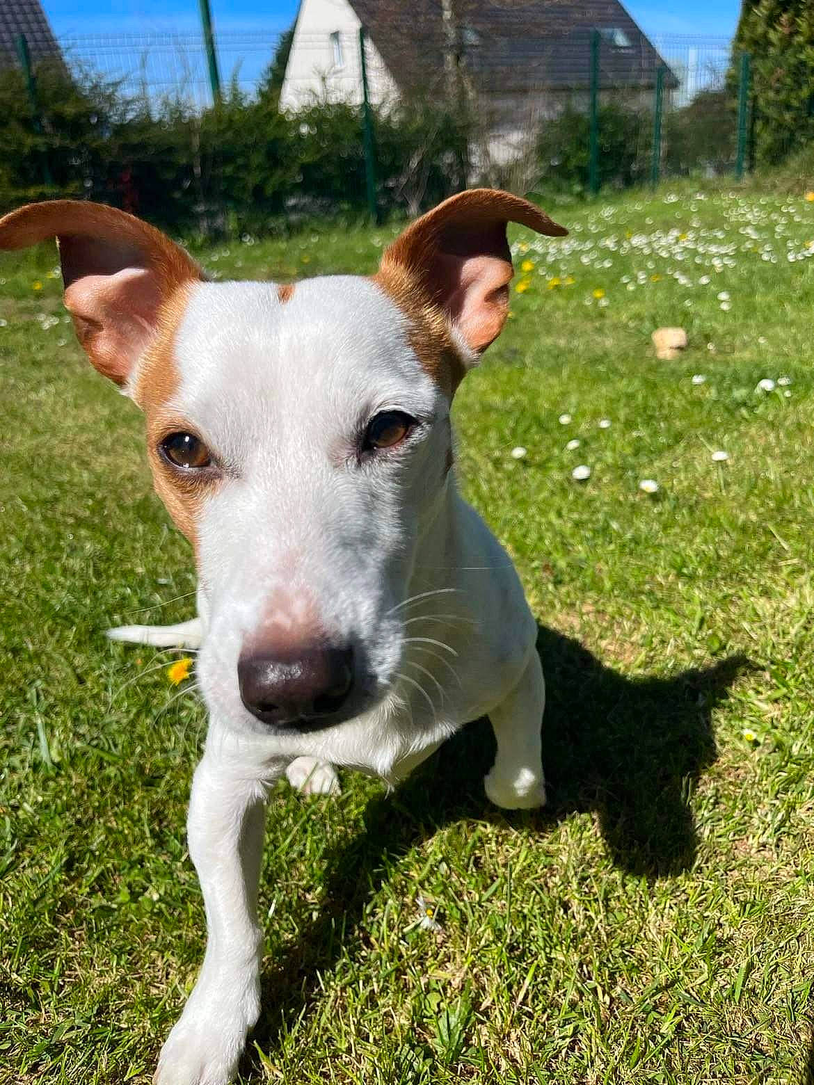 Marcus a rejoint le concours — aidez-le/la à gagner de superbes lots ! canidae, carnivore, collar, companion_dog, dog, dog_breed, dog_collar, eye, fawn, grass, non_sporting_group, plant, sky, snout, sporting_group, tail, tree, whiskers, working_animal, working_dog