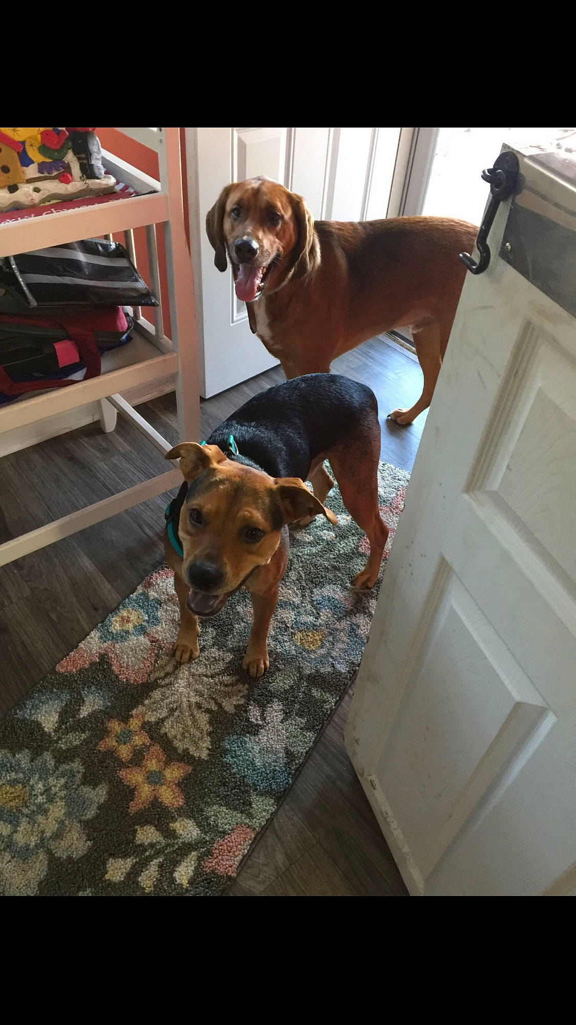 Usher joined the competition — help win amazing prizes! black_mouth_cur, canidae, carnivore, coonhound, dog, dog_breed, fawn, hound, mammal, redbone_coonhound, rhodesian_ridgeback, sporting_group, vertebrate