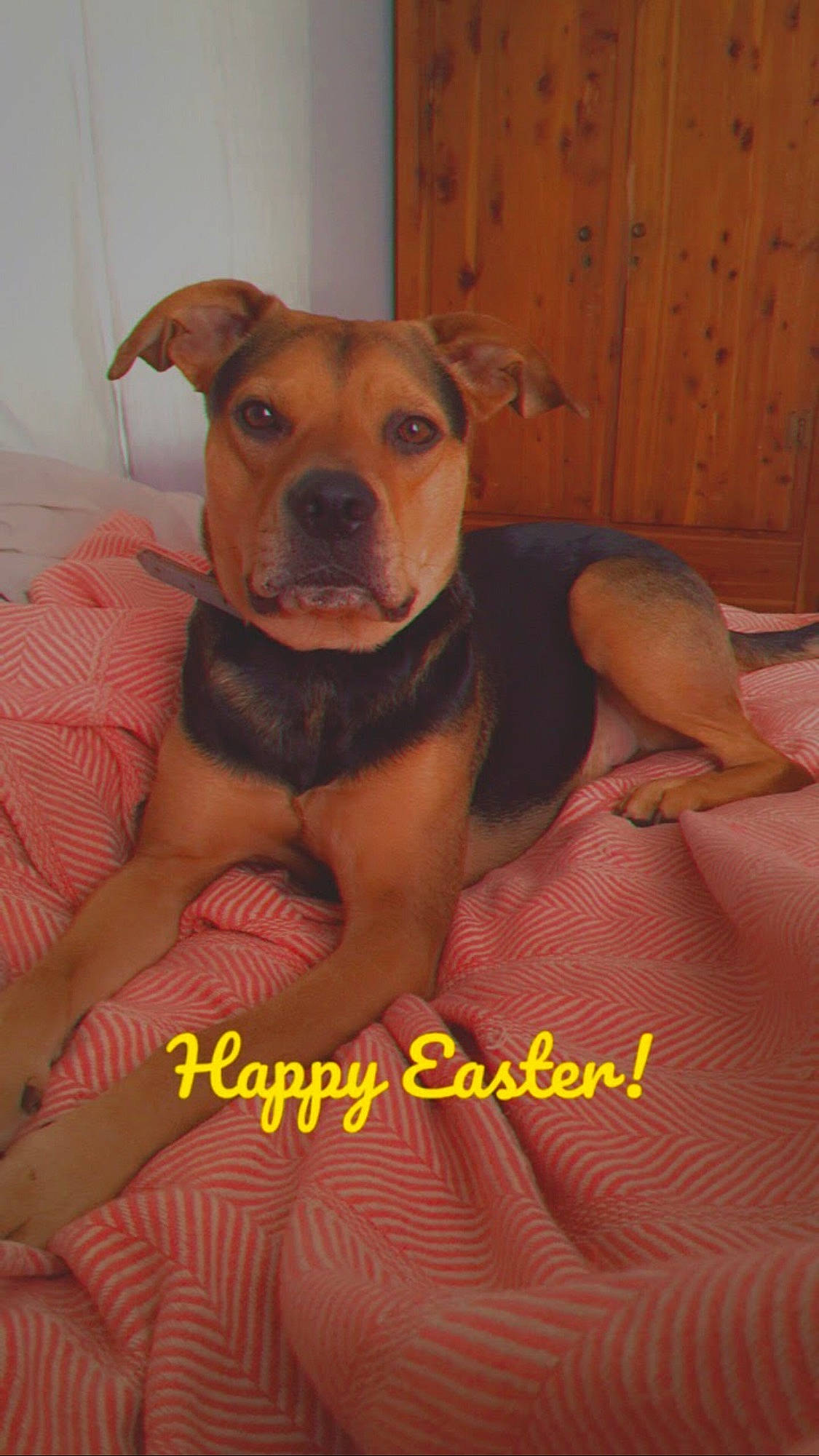 Usher joined the competition — help win amazing prizes! american_pit_bull_terrier, american_staffordshire_terrier, canidae, carnivore, dog, dog_breed, fawn, mammal, molosser, non_sporting_group, pit_bull, rare_breed_dog, snout, staffordshire_bull_terrier, vertebrate