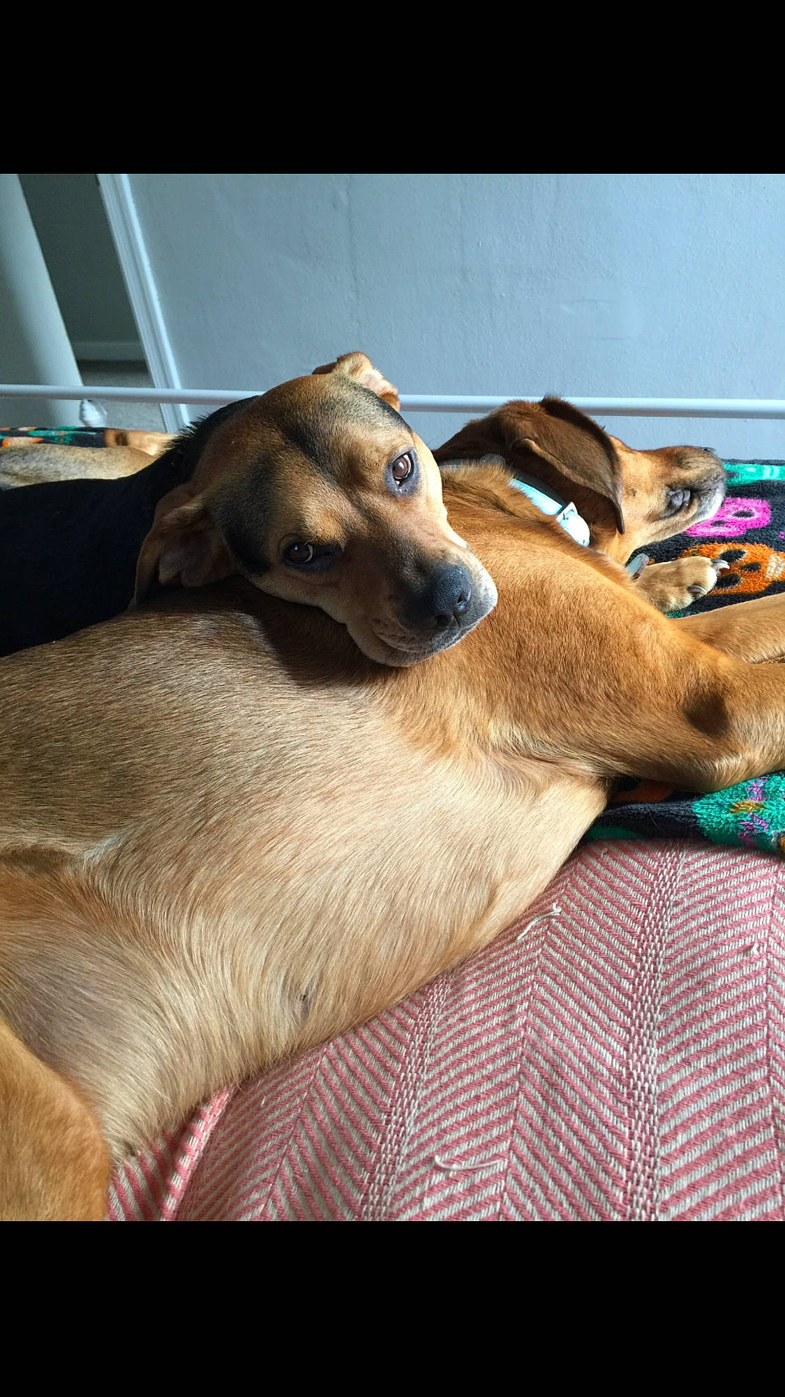 Usher joined the competition — help win amazing prizes! black_mouth_cur, canidae, carnivore, chinook, companion_dog, dog, dog_breed, fawn, lurcher, mammal, mountain_cur, nap, potcake_dog, snout, street_dog