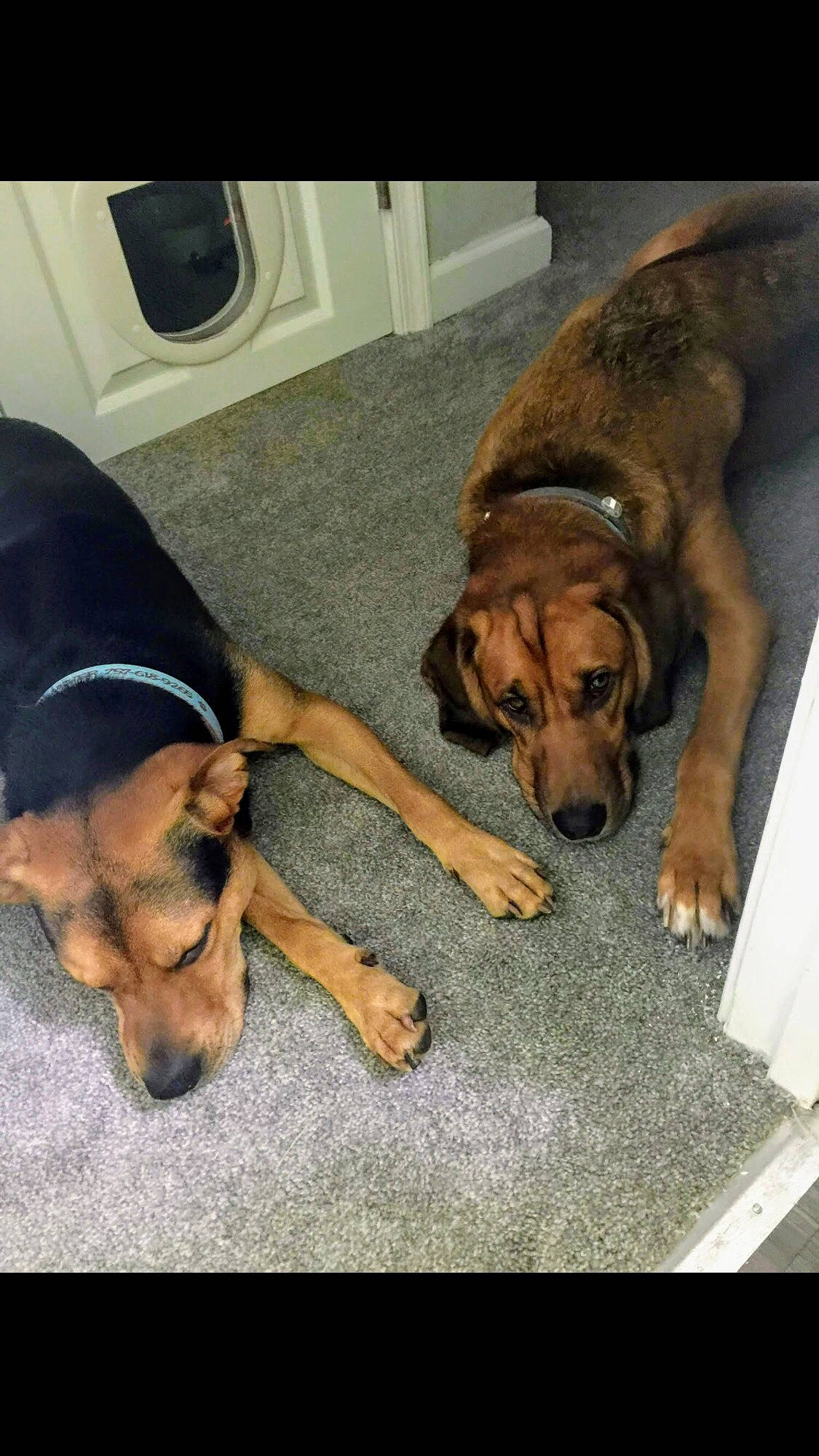 Usher is registered to the contest to win money with this photo: beagador, black_mouth_cur, bloodhound, canidae, carnivore, companion_dog, coonhound, dog, dog_breed, fawn, hound, mammal, rhodesian_ridgeback, snout, vertebrate