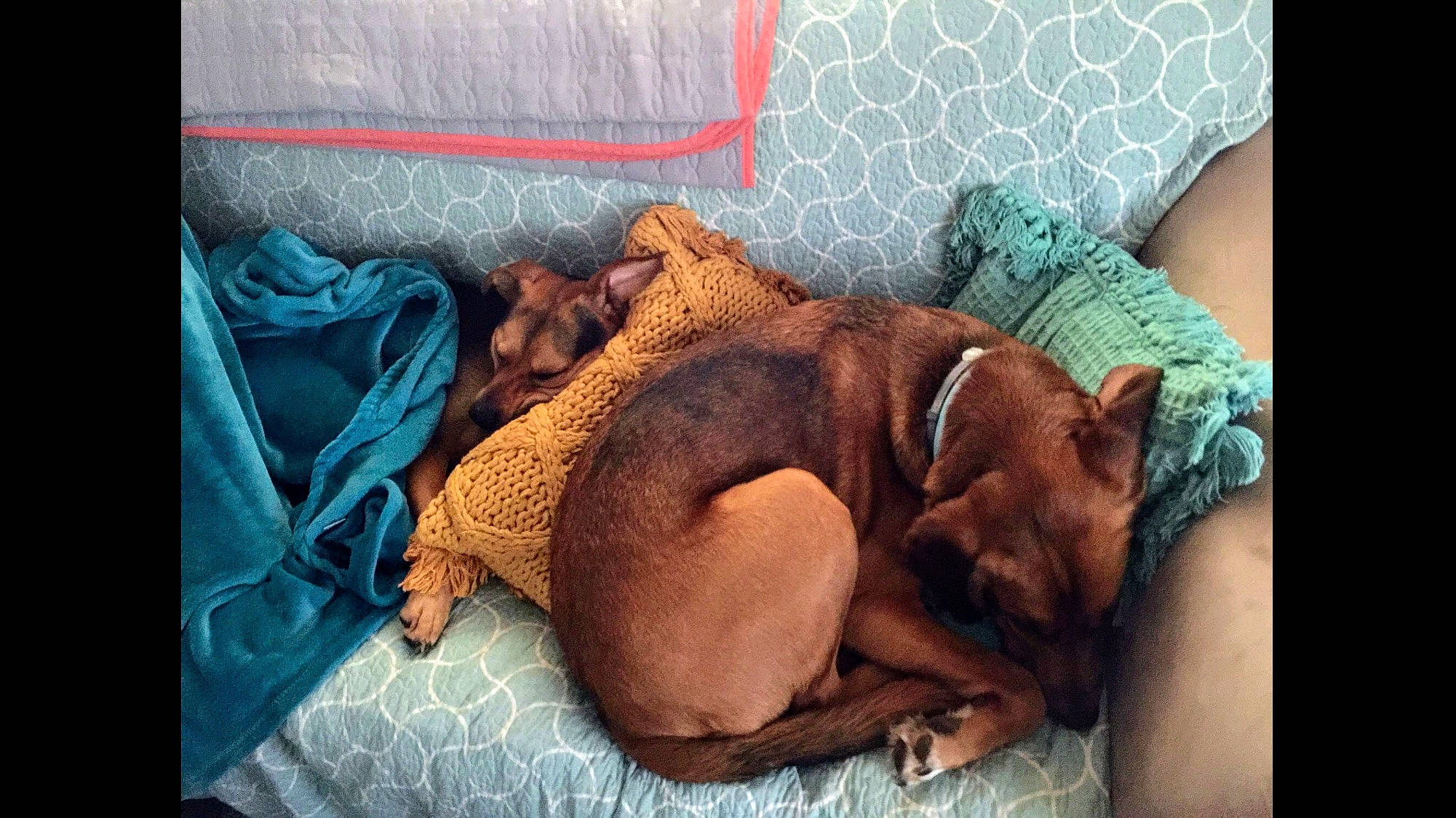 Larry is registered to the contest to win money with this photo: bedtime, birth, boxer, canidae, carnivore, dog, dog_breed, fawn, nap, puppy, sleep, snout, sporting_group