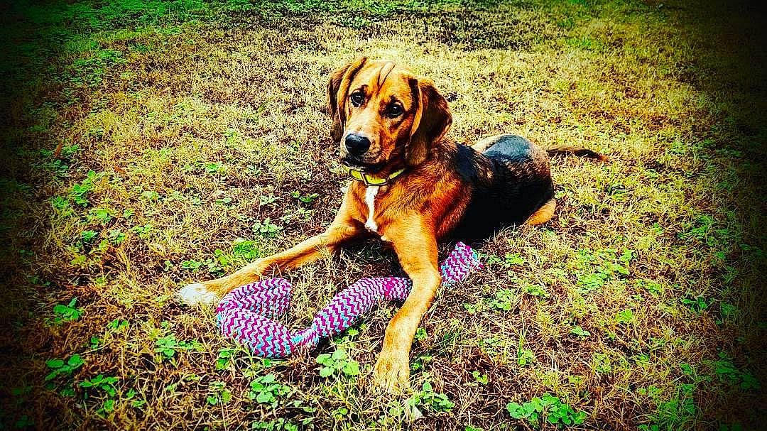 Larry is registered to the contest to win money with this photo: canidae, carnivore, companion_dog, coonhound, dog, dog_breed, fawn, grass, hound, hunting_dog, mammal, plant, rare_breed_dog, rhodesian_ridgeback, treeing_walker_coonhound, vertebrate
