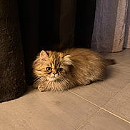 Lola a rejoint le concours — aidez-le/la à gagner de superbes lots ! kitten, cat, fluffy, crouching, floor, tile, curtain, indoor, pet, feline, young, fur, whiskers, animal, cute, small, brown, tabby, ears, eyes
