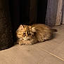 kitten, cat, fluffy, crouching, floor, tile, curtain, indoor, pet, feline, young, fur, whiskers, animal, cute, small, brown, tabby, ears, eyes
