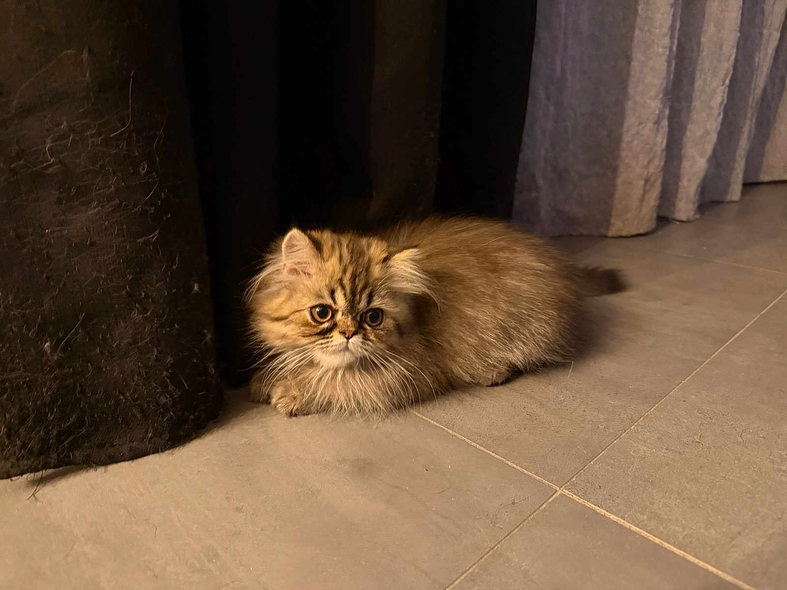 Lola a rejoint le concours — aidez-le/la à gagner de superbes lots ! kitten, cat, fluffy, crouching, floor, tile, curtain, indoor, pet, feline, young, fur, whiskers, animal, cute, small, brown, tabby, ears, eyes