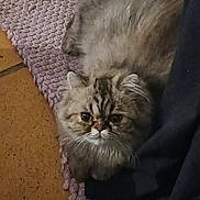 Lola participe au concours pour gagner de l'argent avec cette photo : animal, cat, close_up, cute, domestic, ears, feline, floor, fluffy, fur, home, indoor, looking_at_camera, mammal, pet, purple_rug, relaxed, small, texture, whiskers