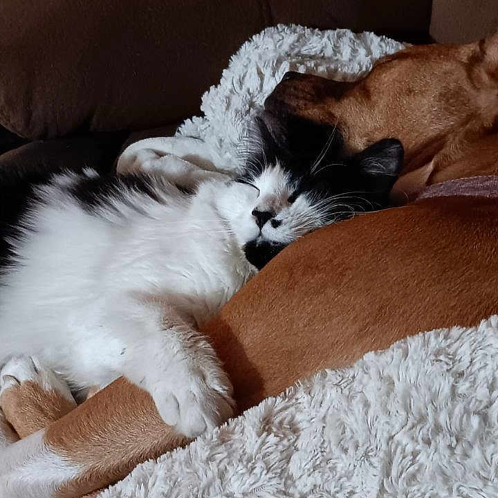 Daisy And Fat Cat