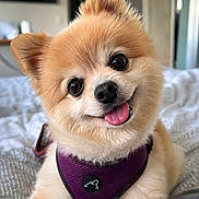 Bella joined the competition — help win amazing prizes! dog, pomeranian, puppy, pet, cute, fluffy, tongue_out, purple_harness, indoor, bed, cozy, smiling, happy, small_dog, animal, fur, ears, face, domestic_animal, companion