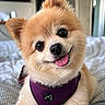 dog, pomeranian, puppy, pet, cute, fluffy, tongue_out, purple_harness, indoor, bed, cozy, smiling, happy, small_dog, animal, fur, ears, face, domestic_animal, companion