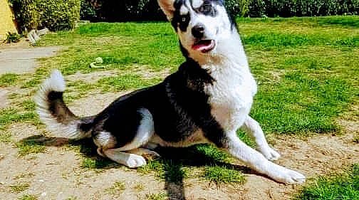 Haroun a rejoint le concours — aidez-le/la à gagner de superbes lots ! canidae, carnivore, collar, companion_dog, dog, dog_breed, dog_collar, dog_supply, fur, grass, herding_dog, paw, plant, snout, sporting_group, tail, terrestrial_animal, whiskers, working_animal, working_dog